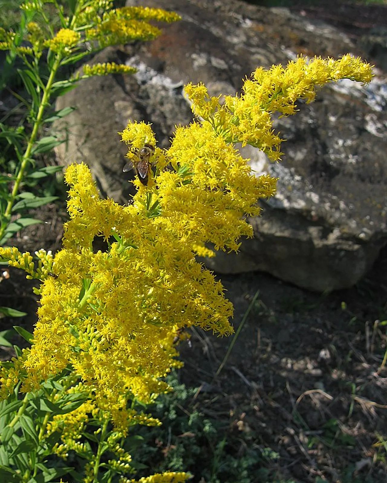 Goldenrod image 1