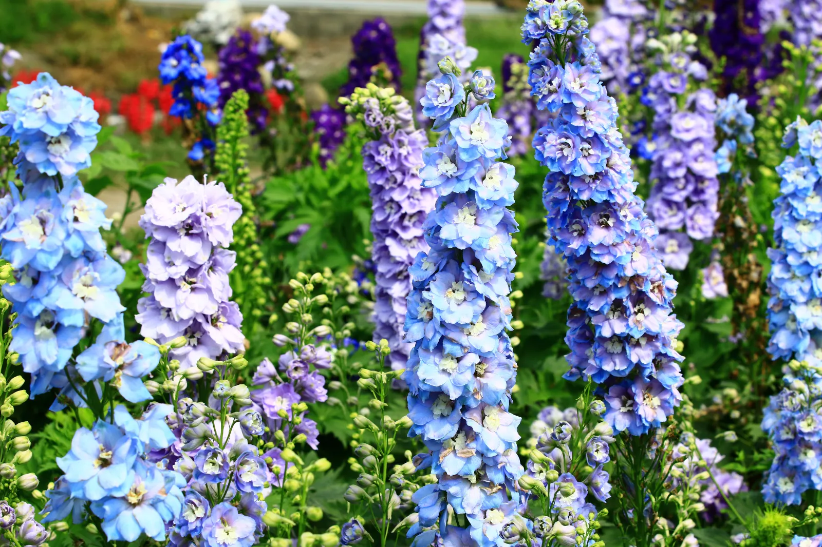 Delphinium image 1