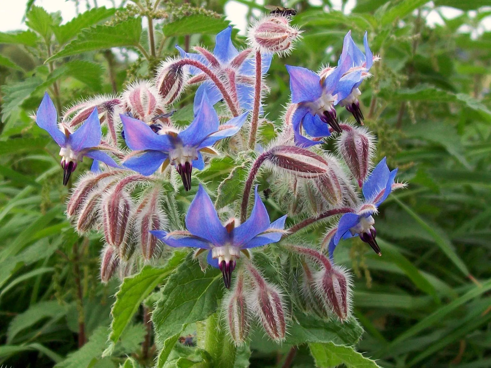 Borage image 1