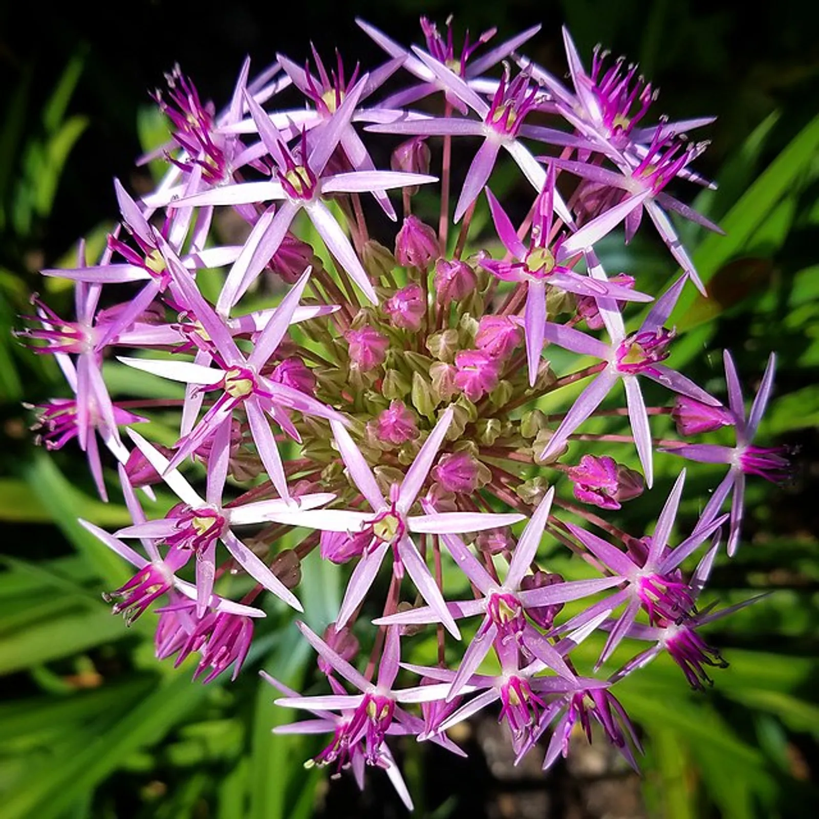 Allium image 4