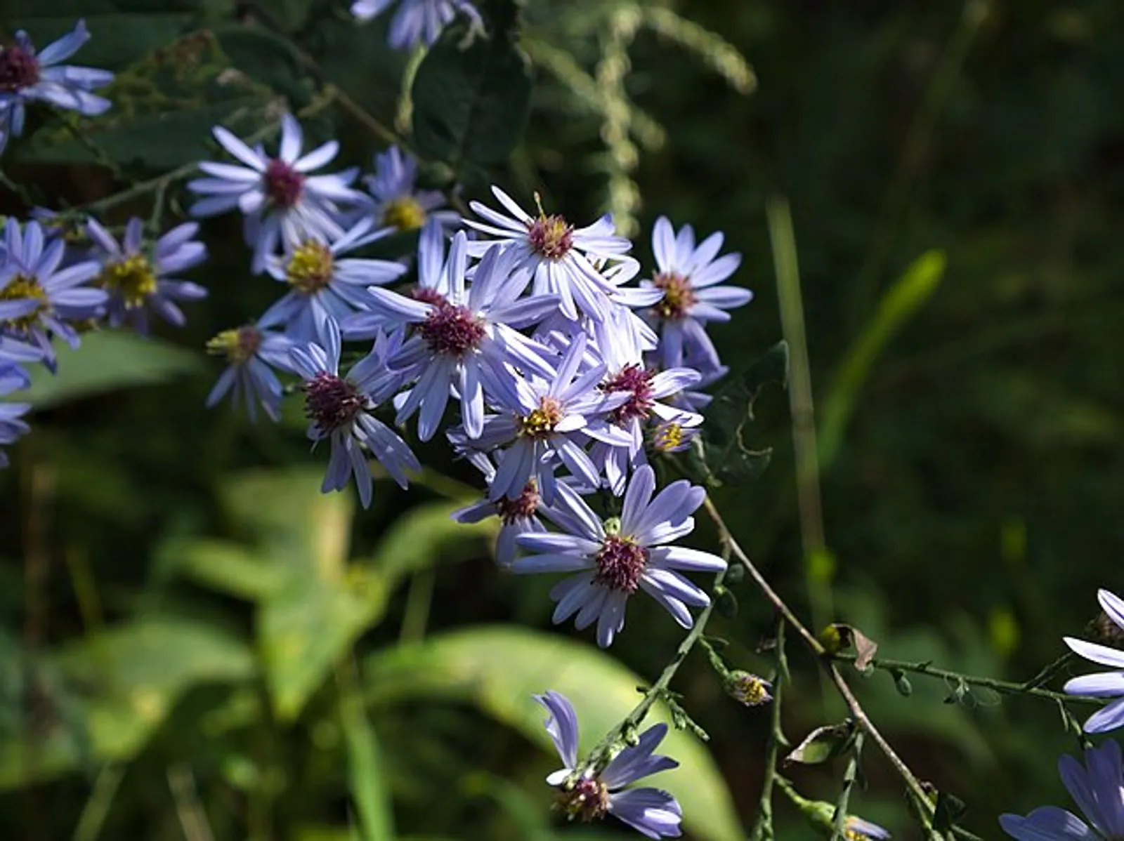 Swan River Daisy (Brachyscome)