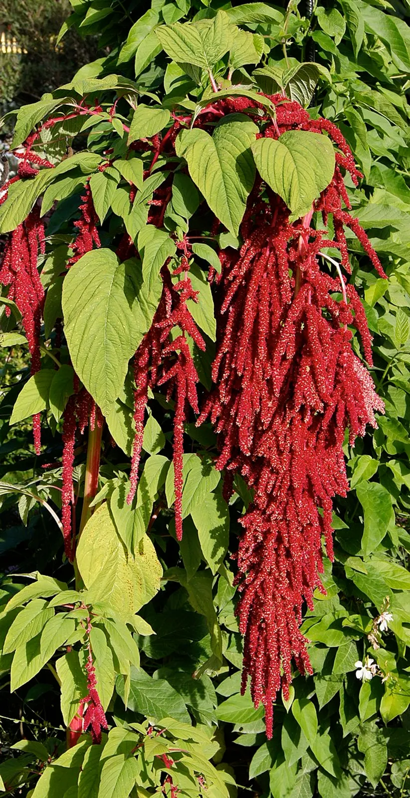 Amaranth image 2