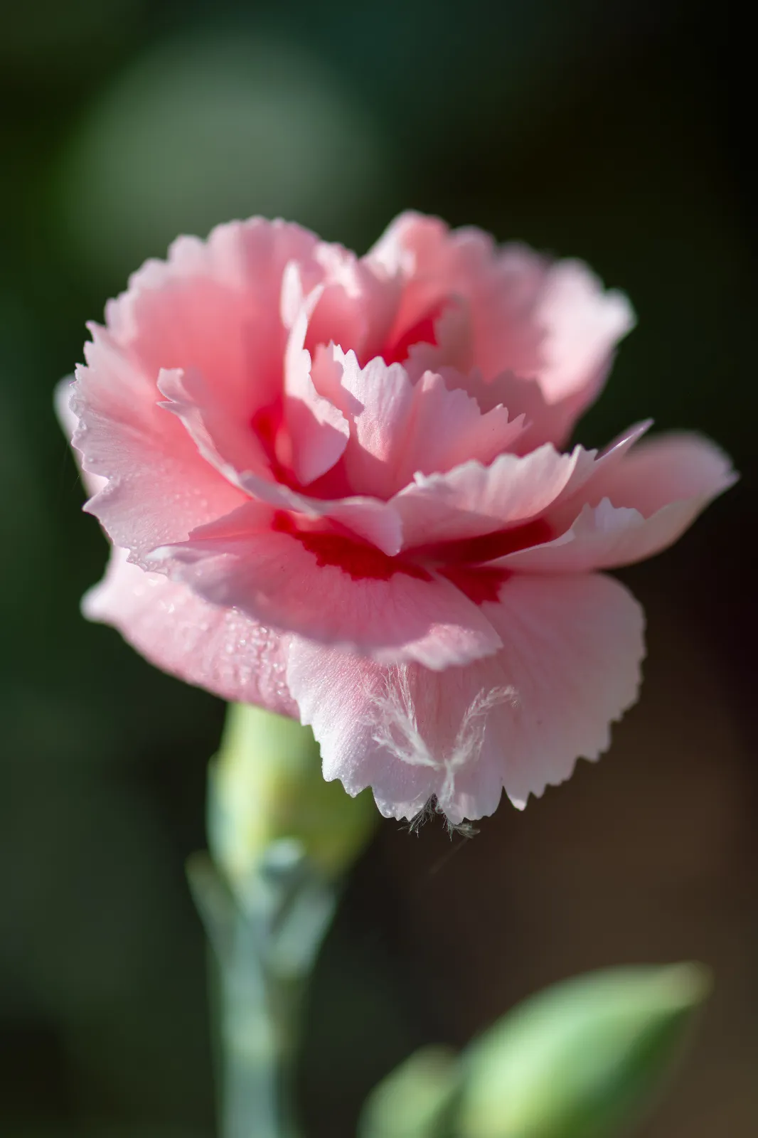 Dianthus image 2
