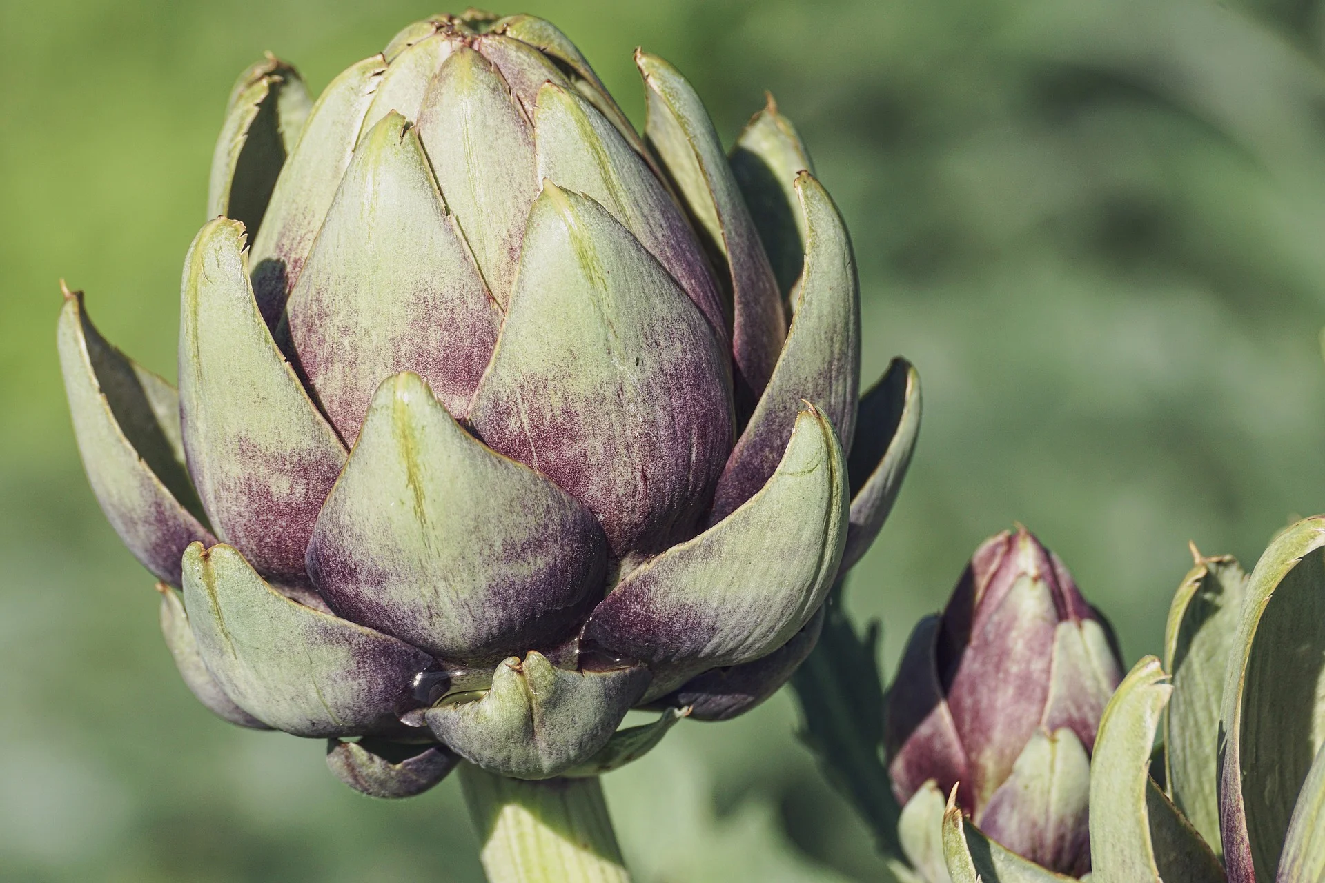 Artichoke image 1