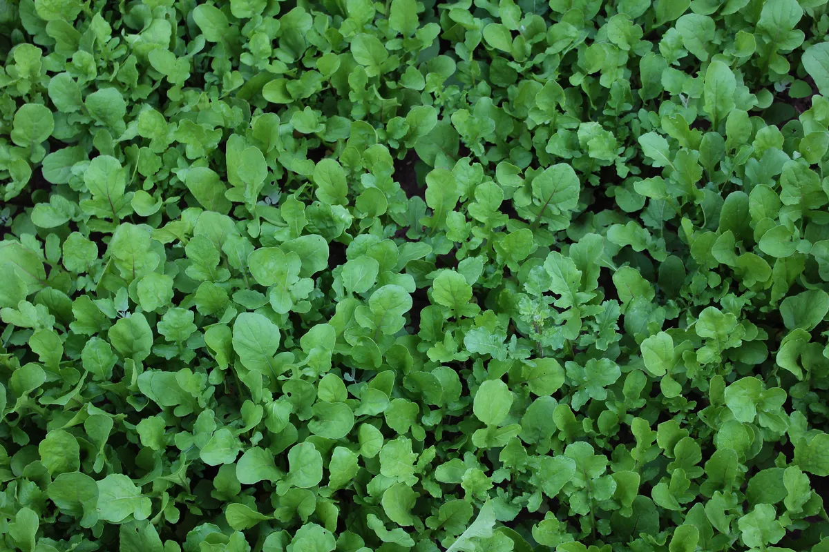 Arugula image 1