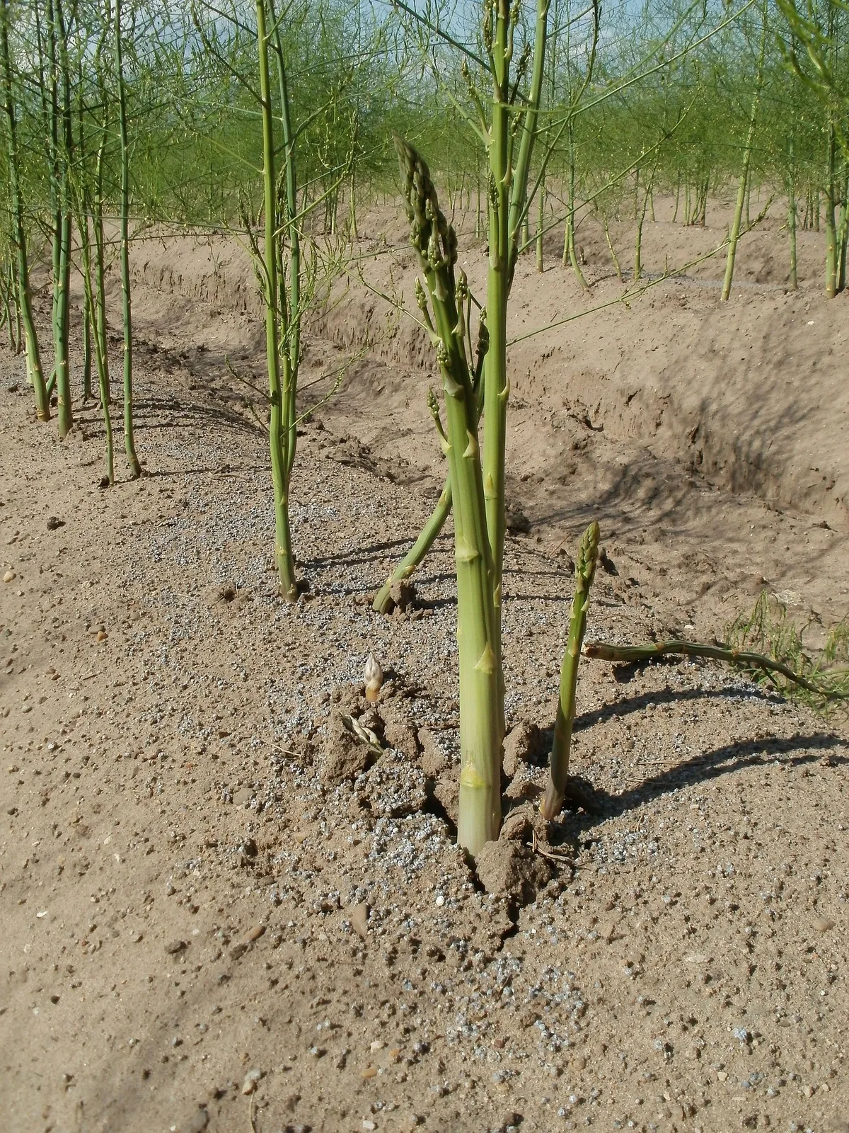 Asparagus image 3