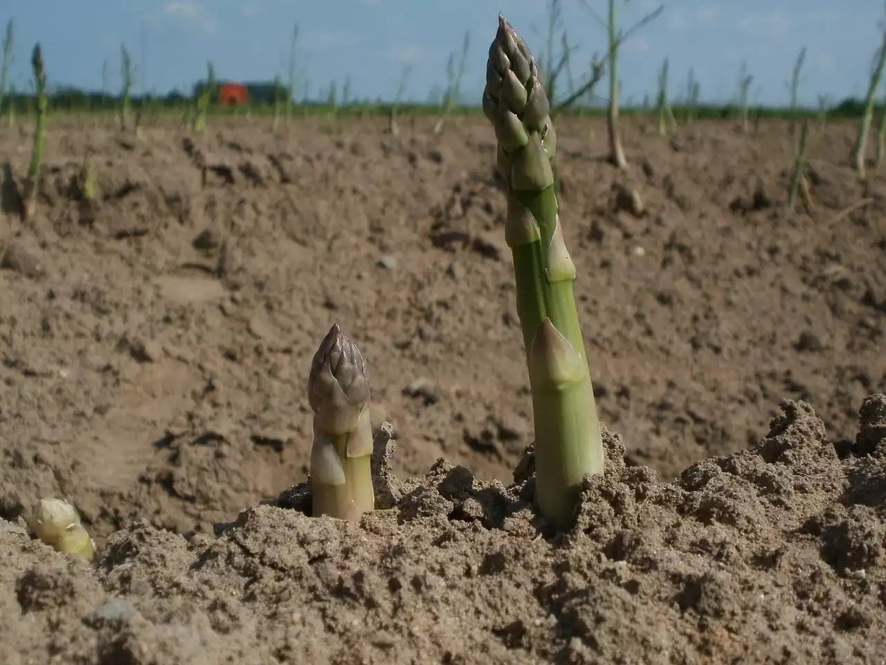 Asparagus image 1