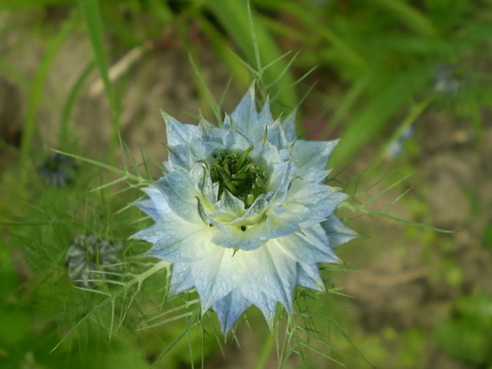 Love-In-A-Mist image 3