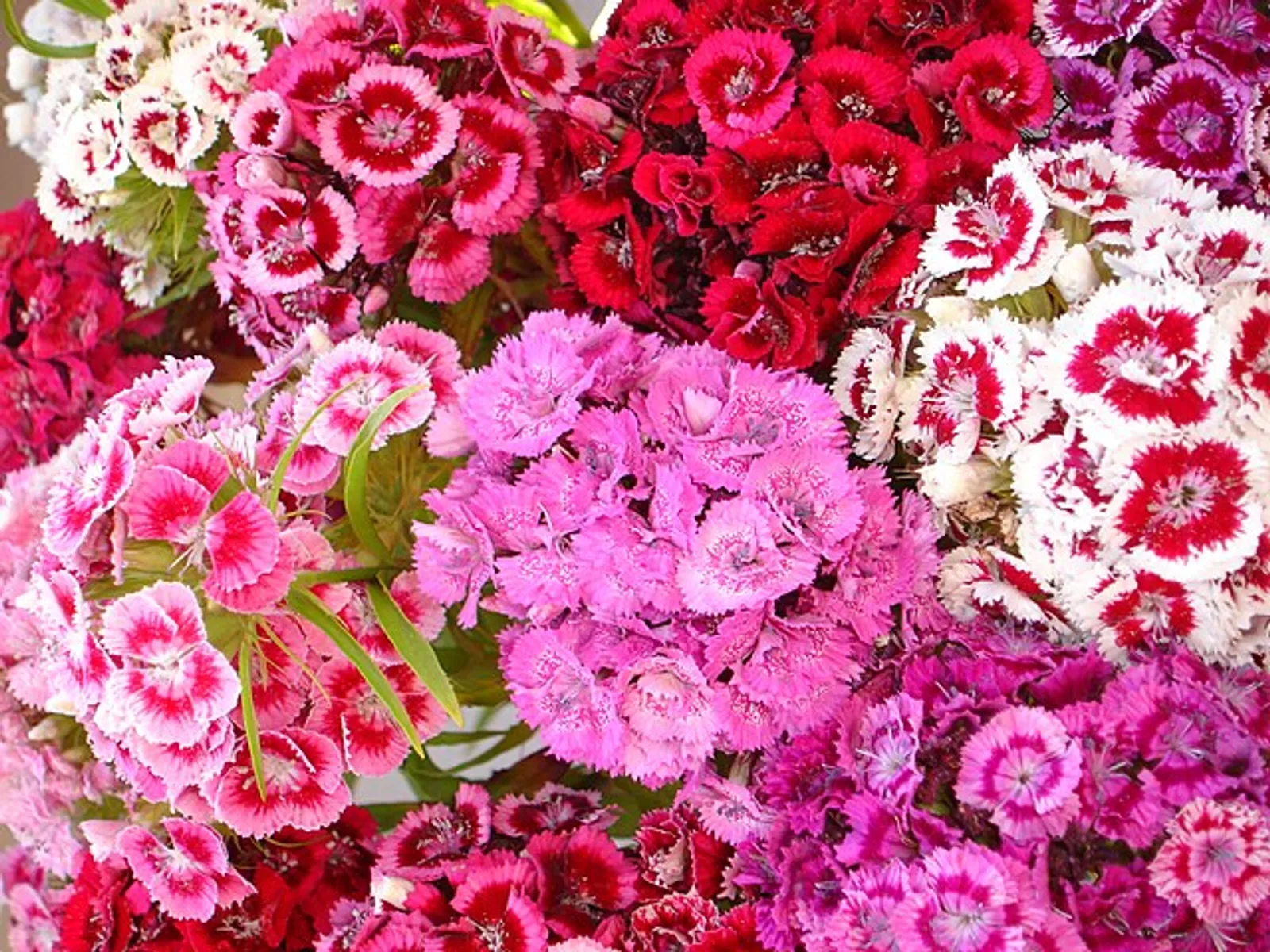 Dianthus image 4