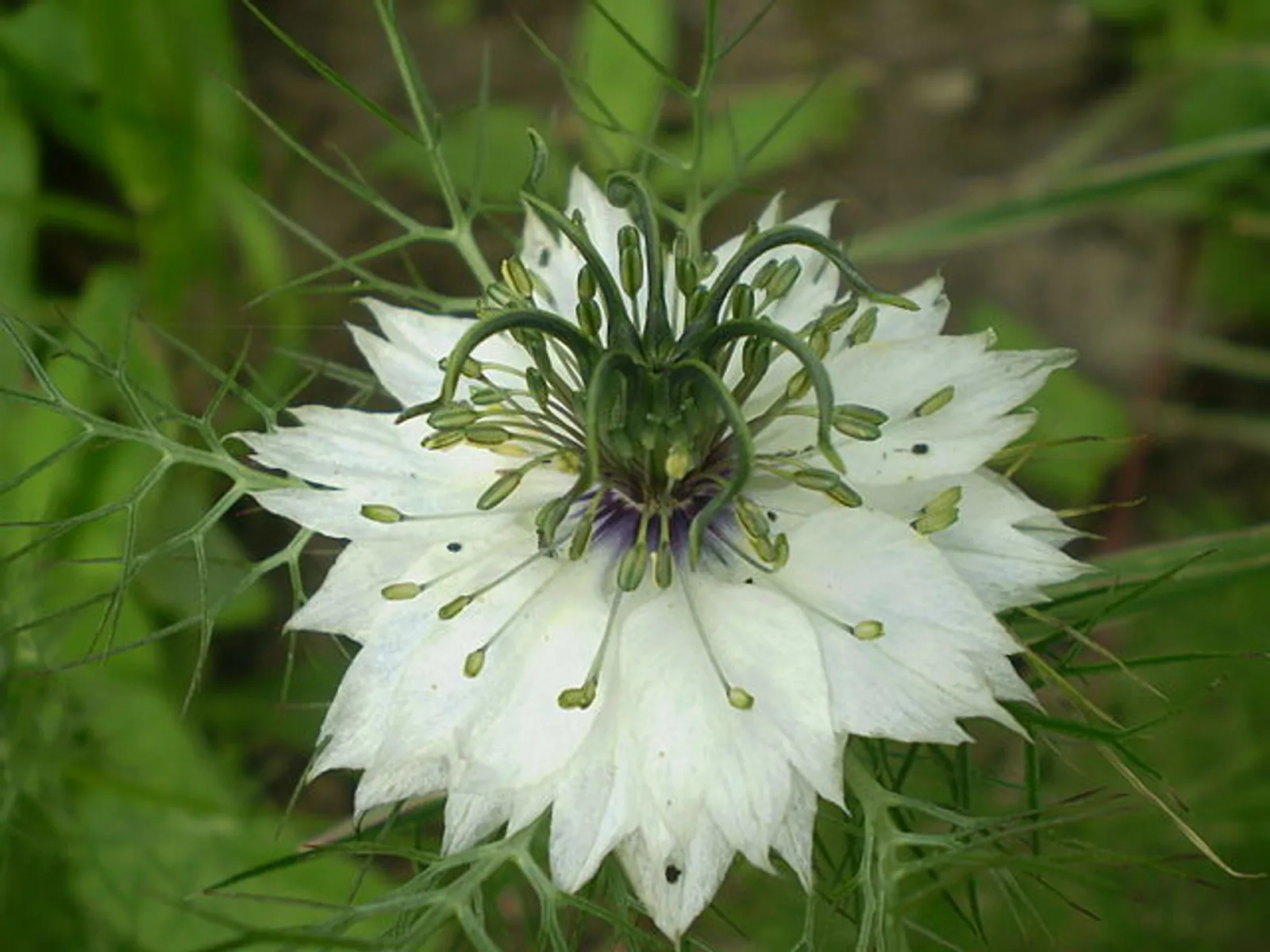 Love-In-A-Mist image 4