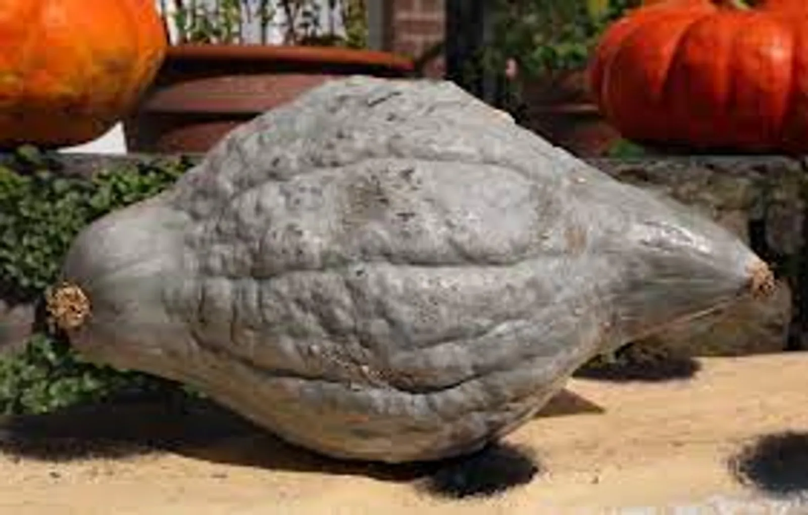 Winter, Blue Hubbard Squash