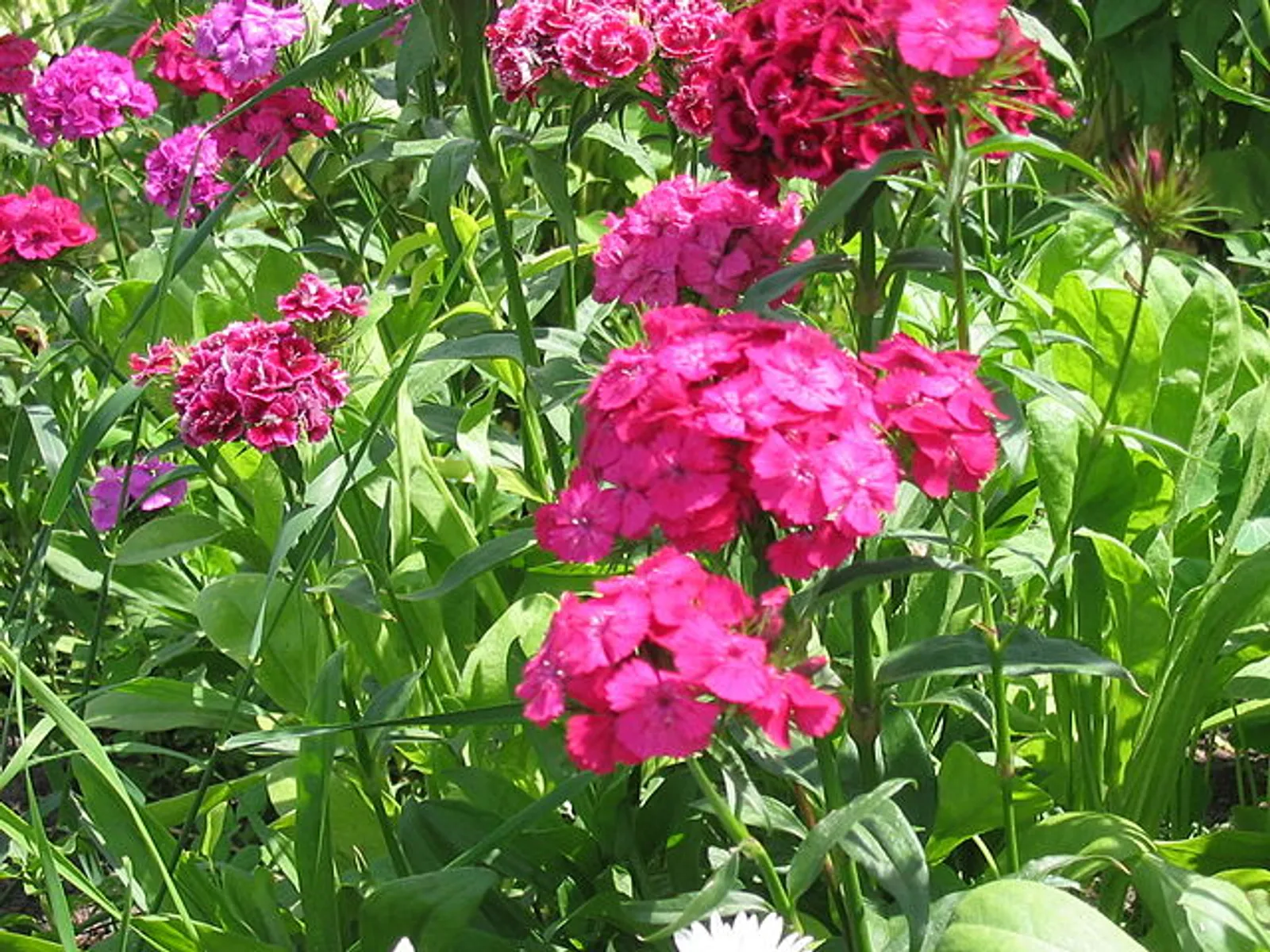 Dianthus image 5