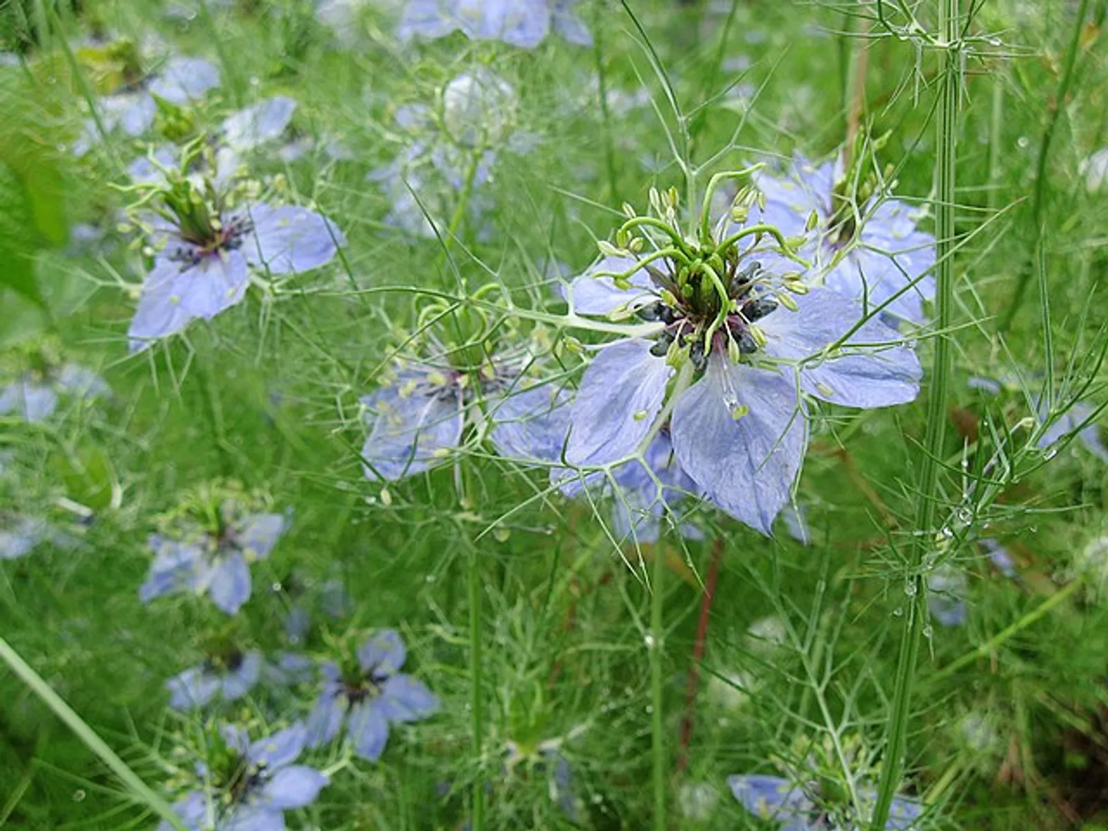 Love-In-A-Mist image 1