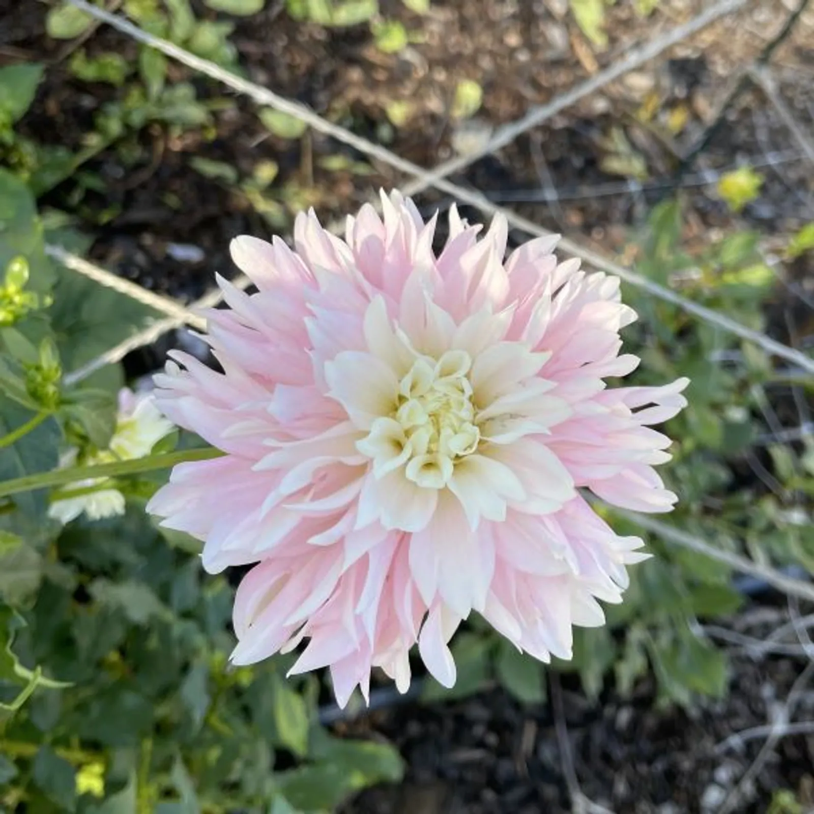 Dahlia image 1