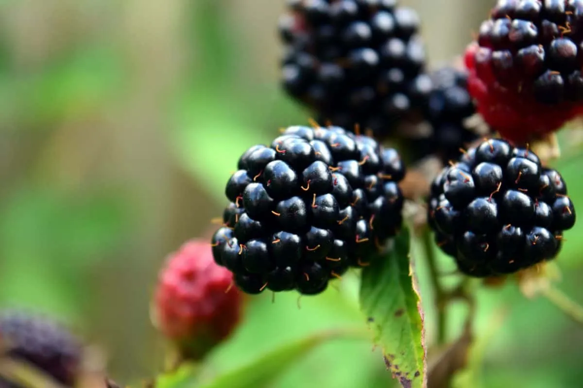 Blackberries image 1
