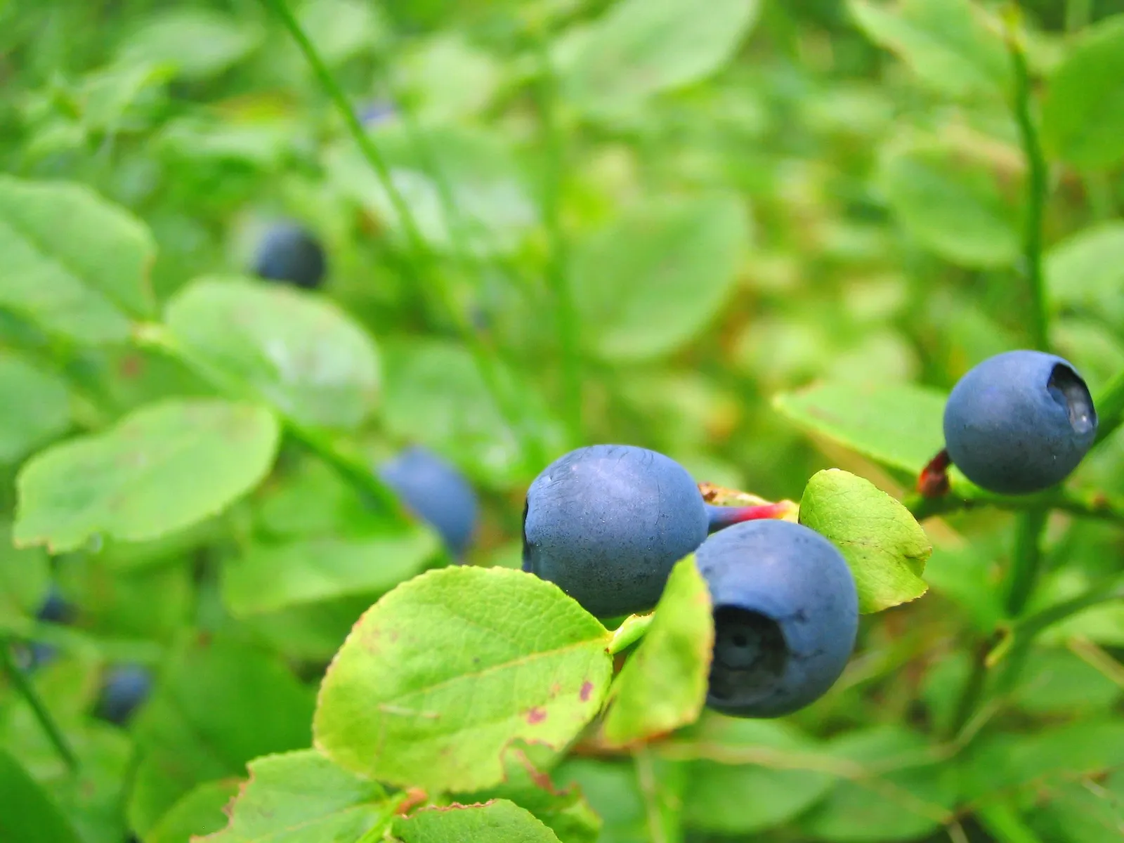 Blueberries image 1