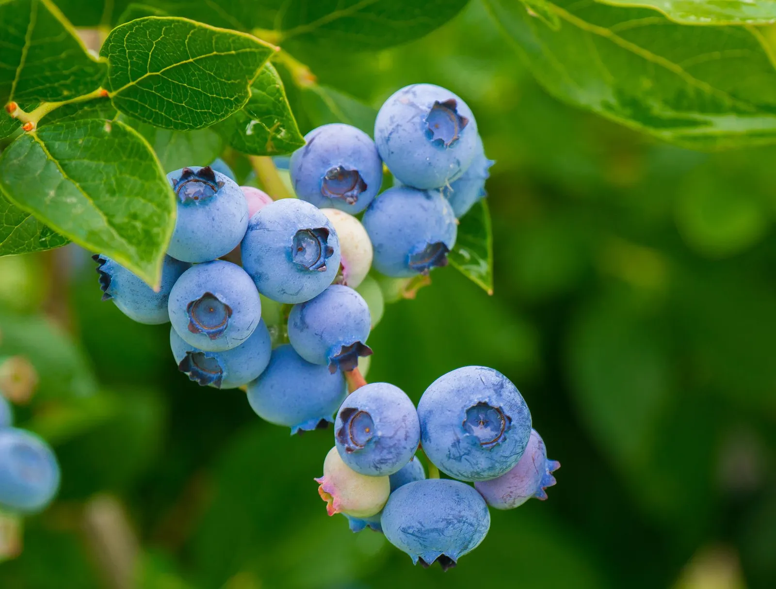 Blueberries image 3