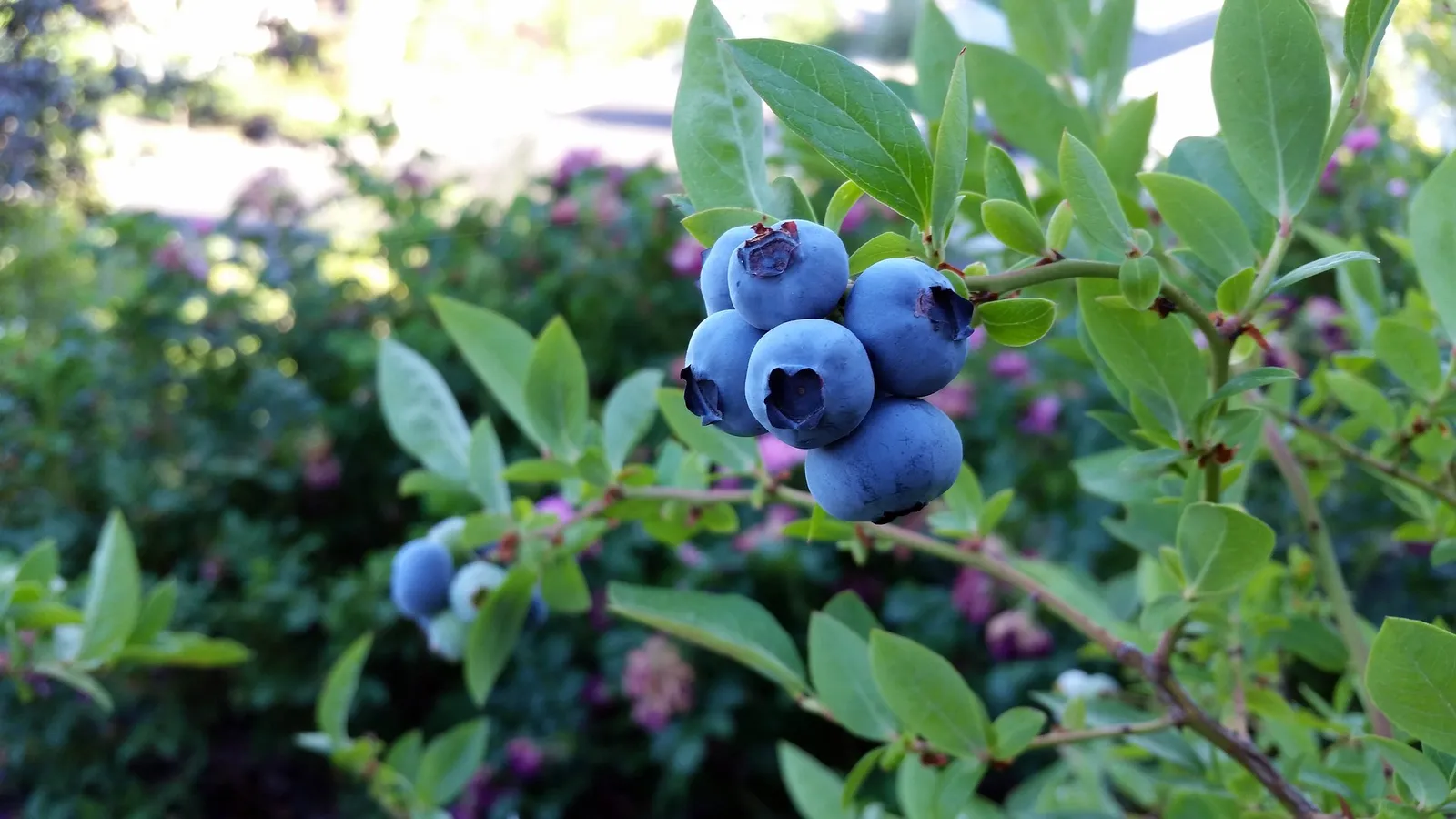 Blueberries image 4
