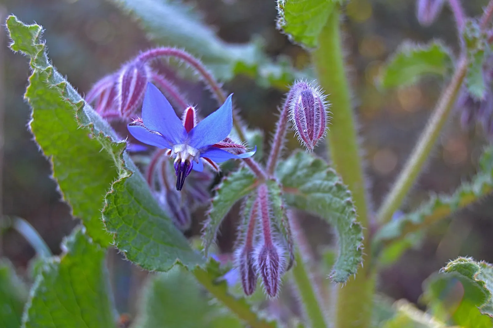 Borage image 2