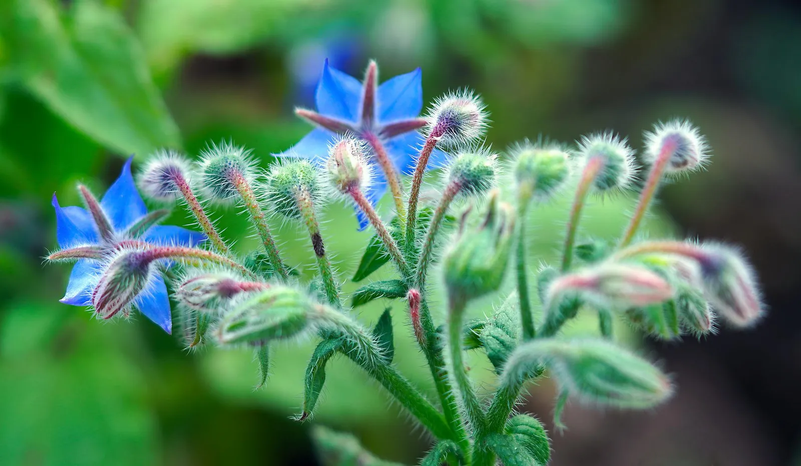 Borage image 3