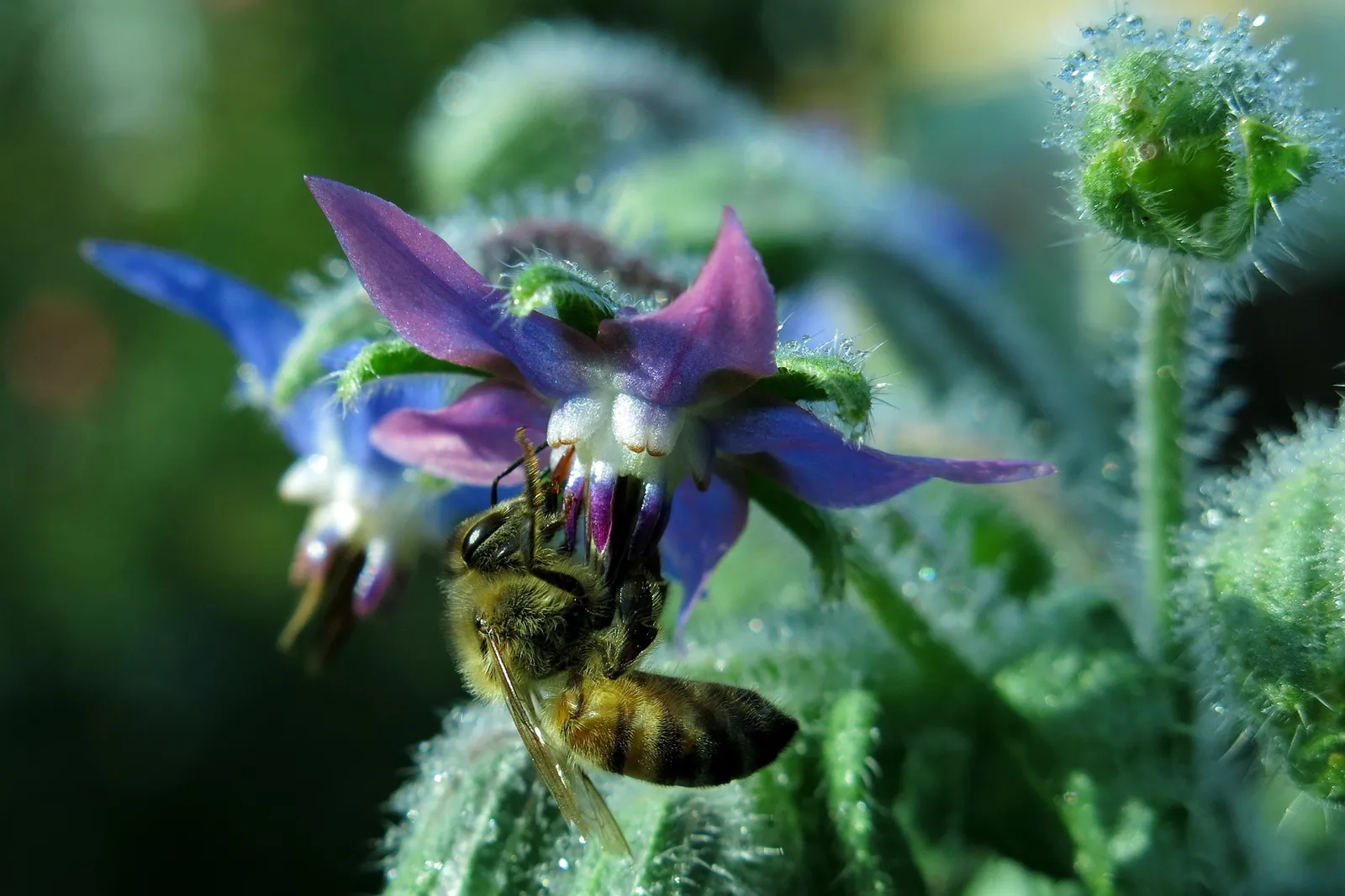 Borage image 4