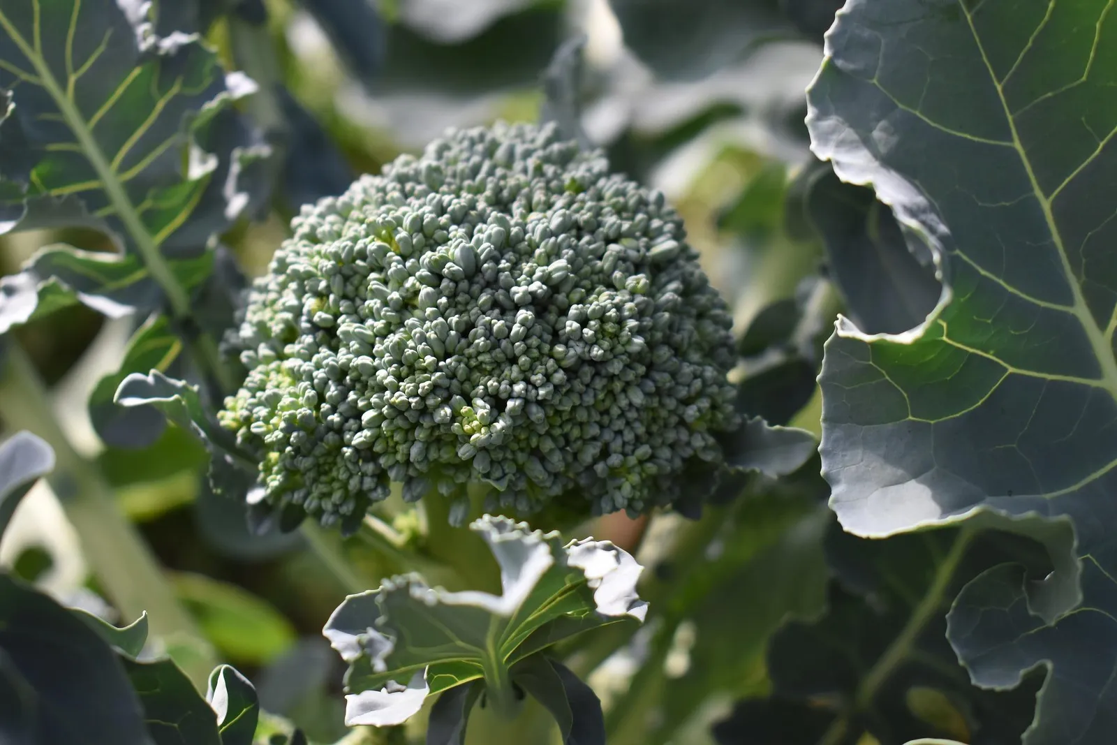 Broccoli image 2