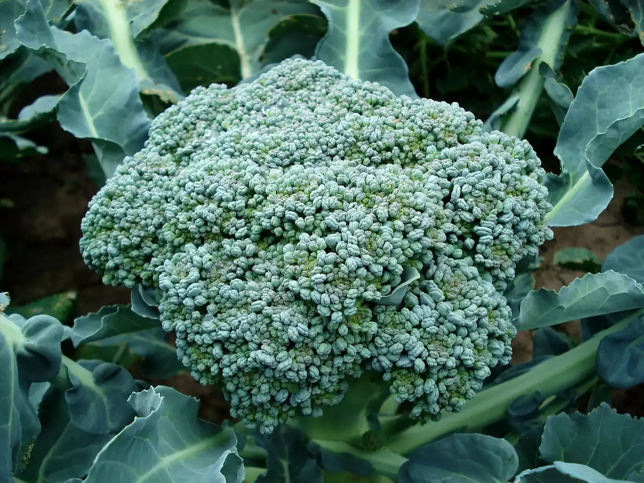 Broccoli image 1