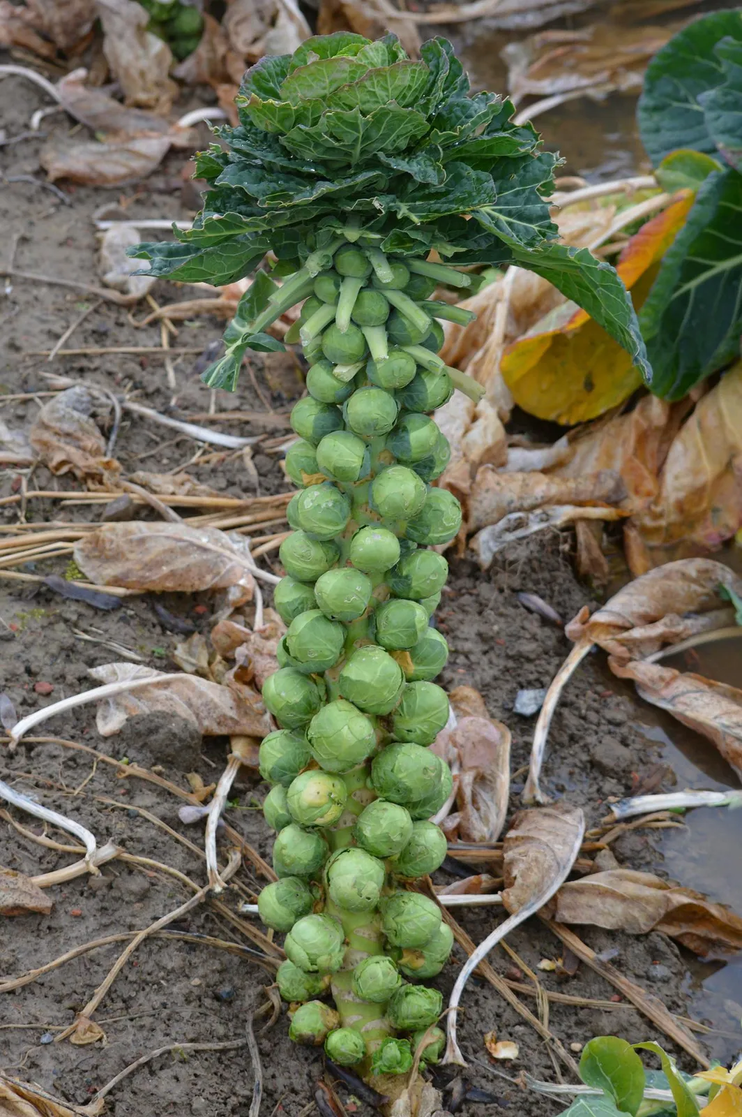 Brussels Sprouts image 3