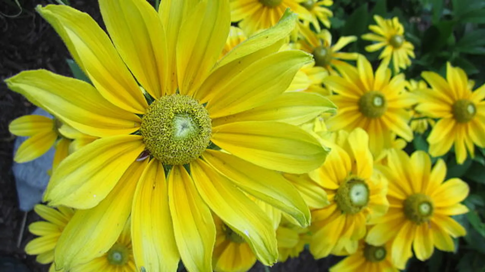 Black-Eyed Susan image 4