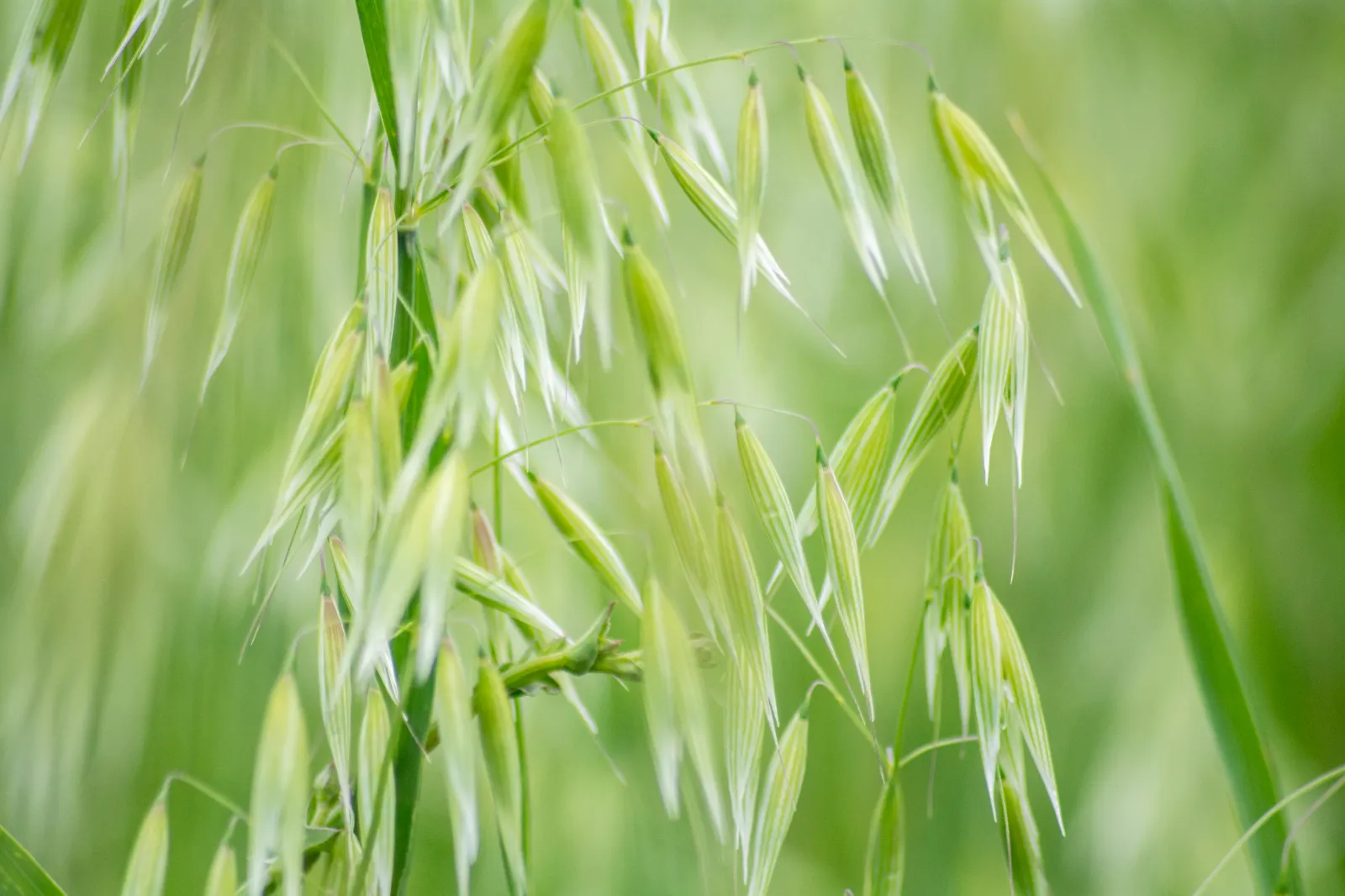 Oats image 2