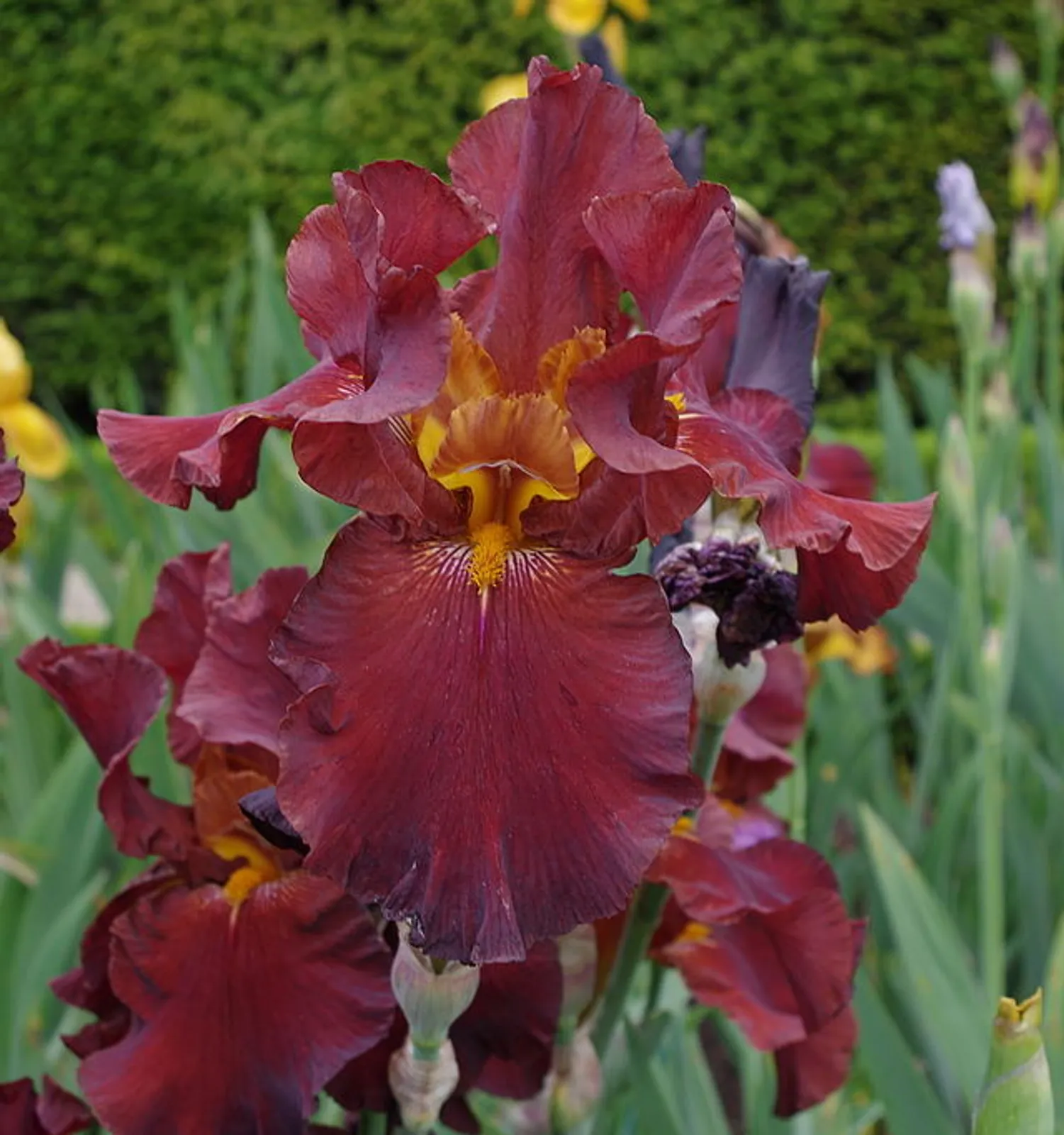 Iris image 2