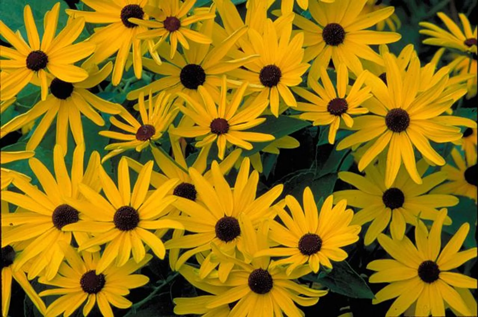 Black-Eyed Susan image 2