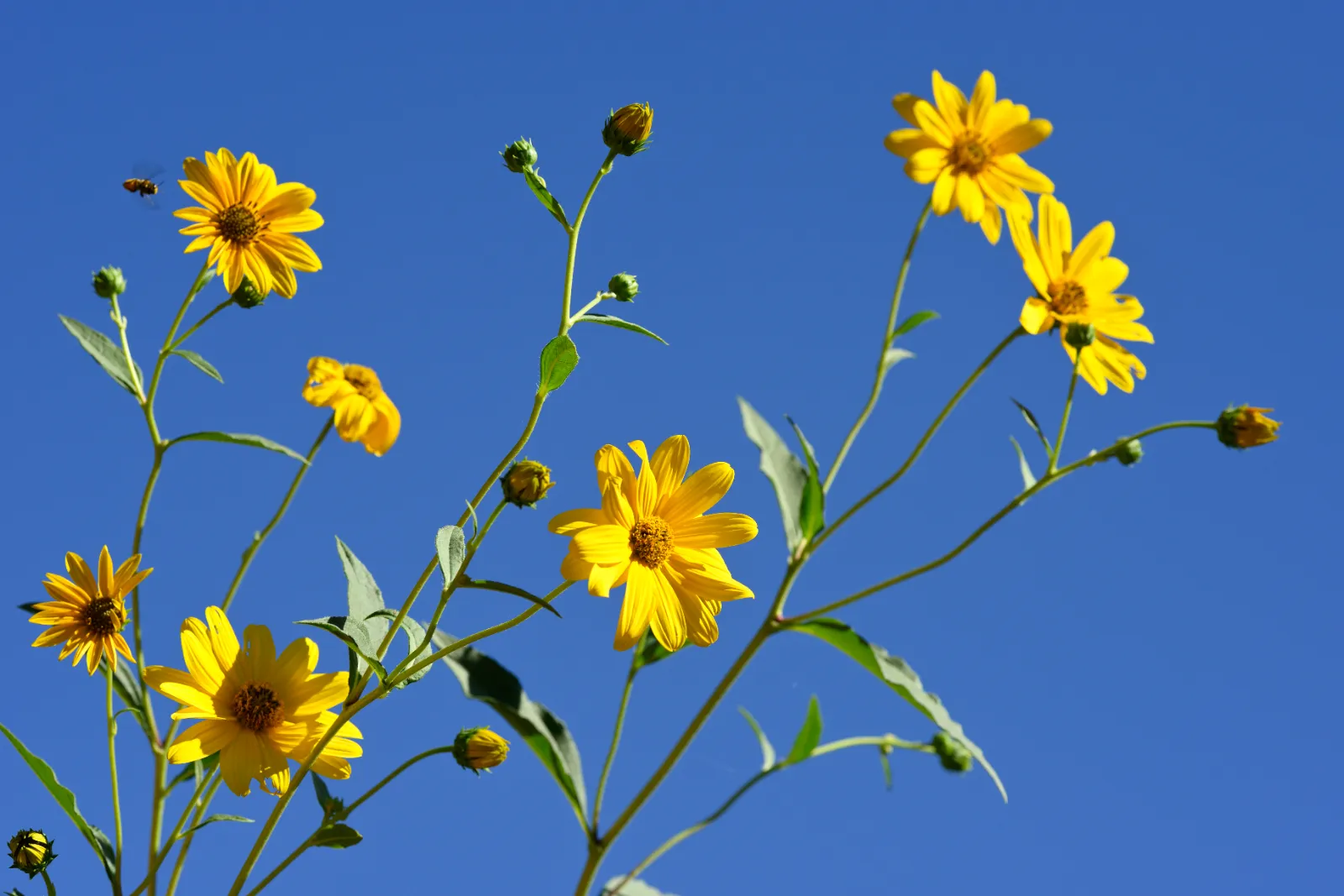 Jerusalem Artichoke image 3