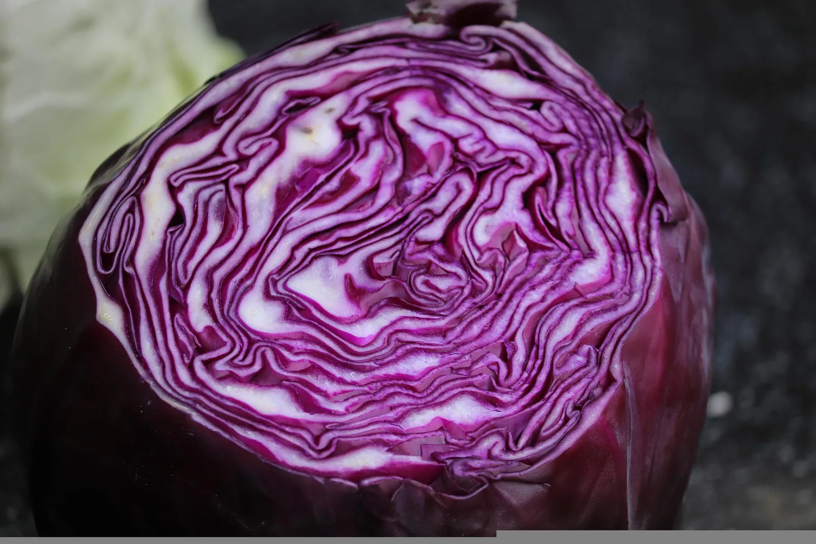 Cabbage image 2