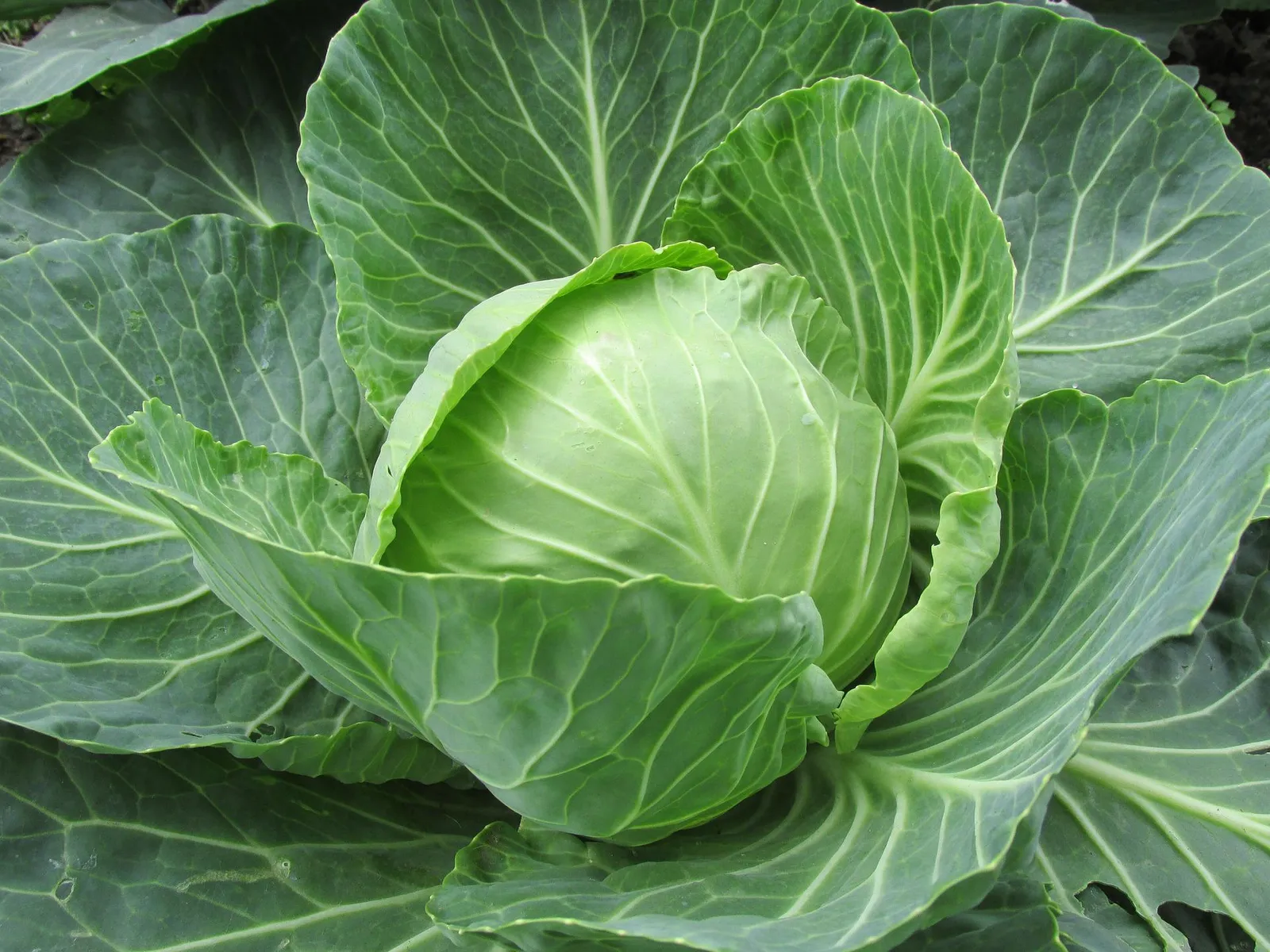 Cabbage image 3