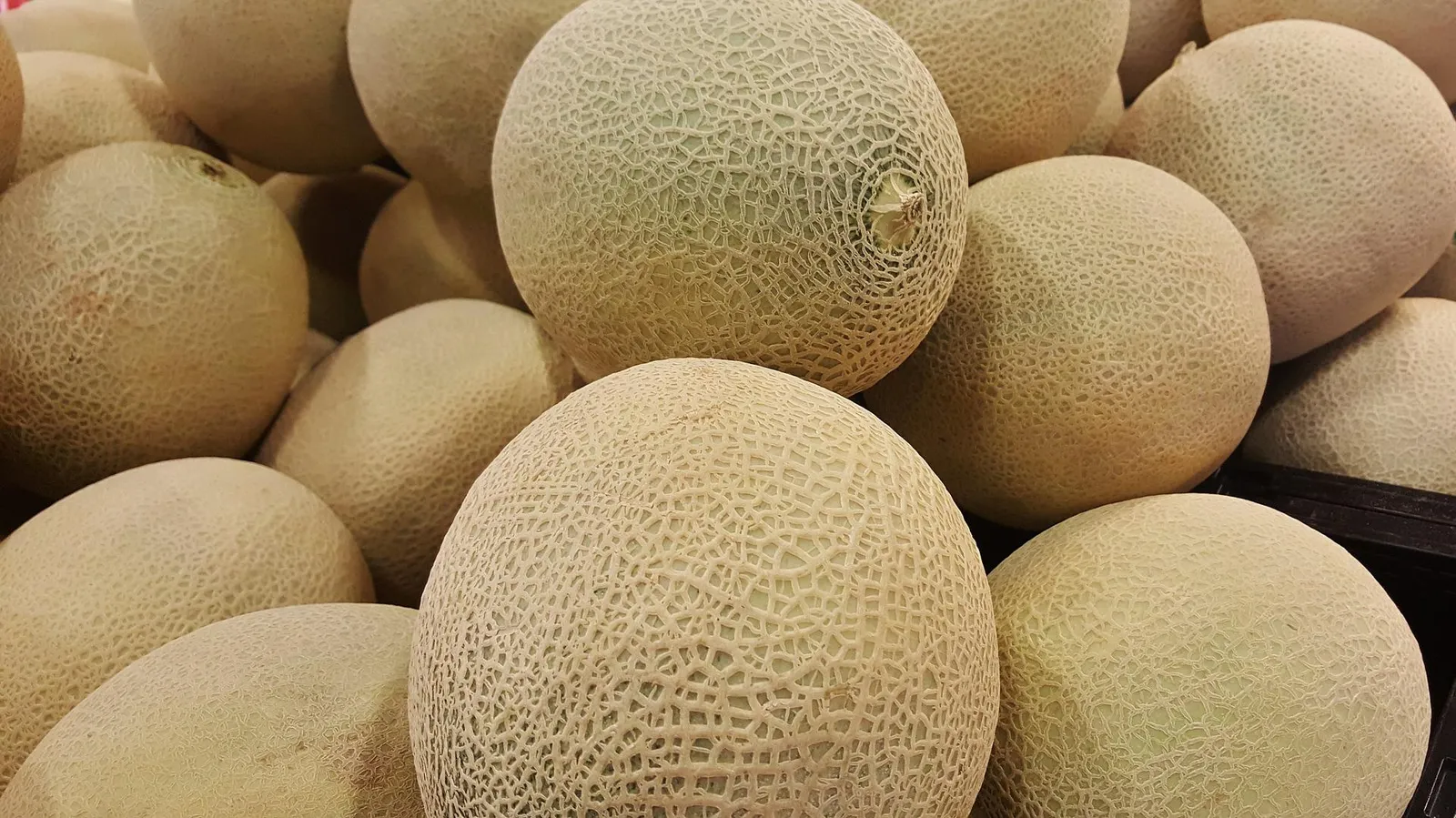Cantaloupe image 2