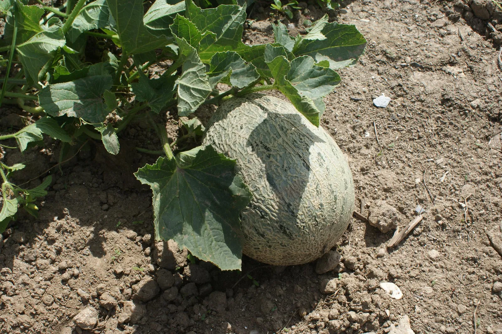 Cantaloupe image 3