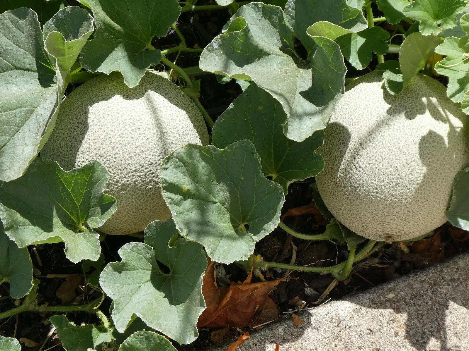 Cantaloupe image 4