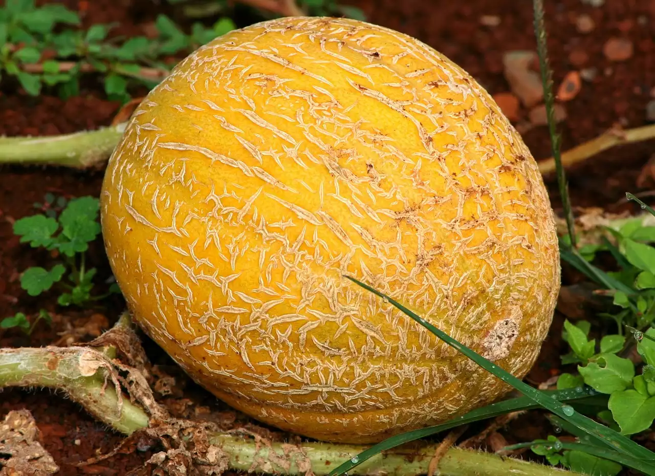 Cantaloupe image 1