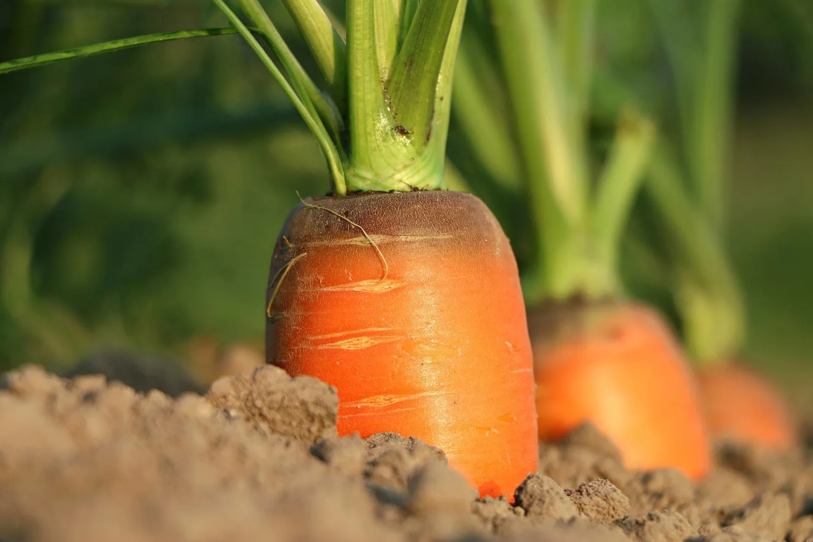 Carrots image 4
