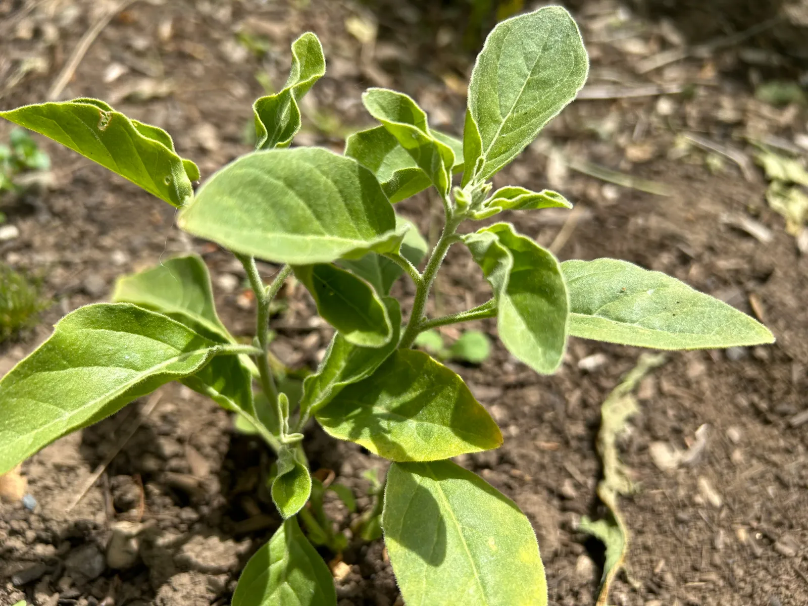 Ashwagandha image 1