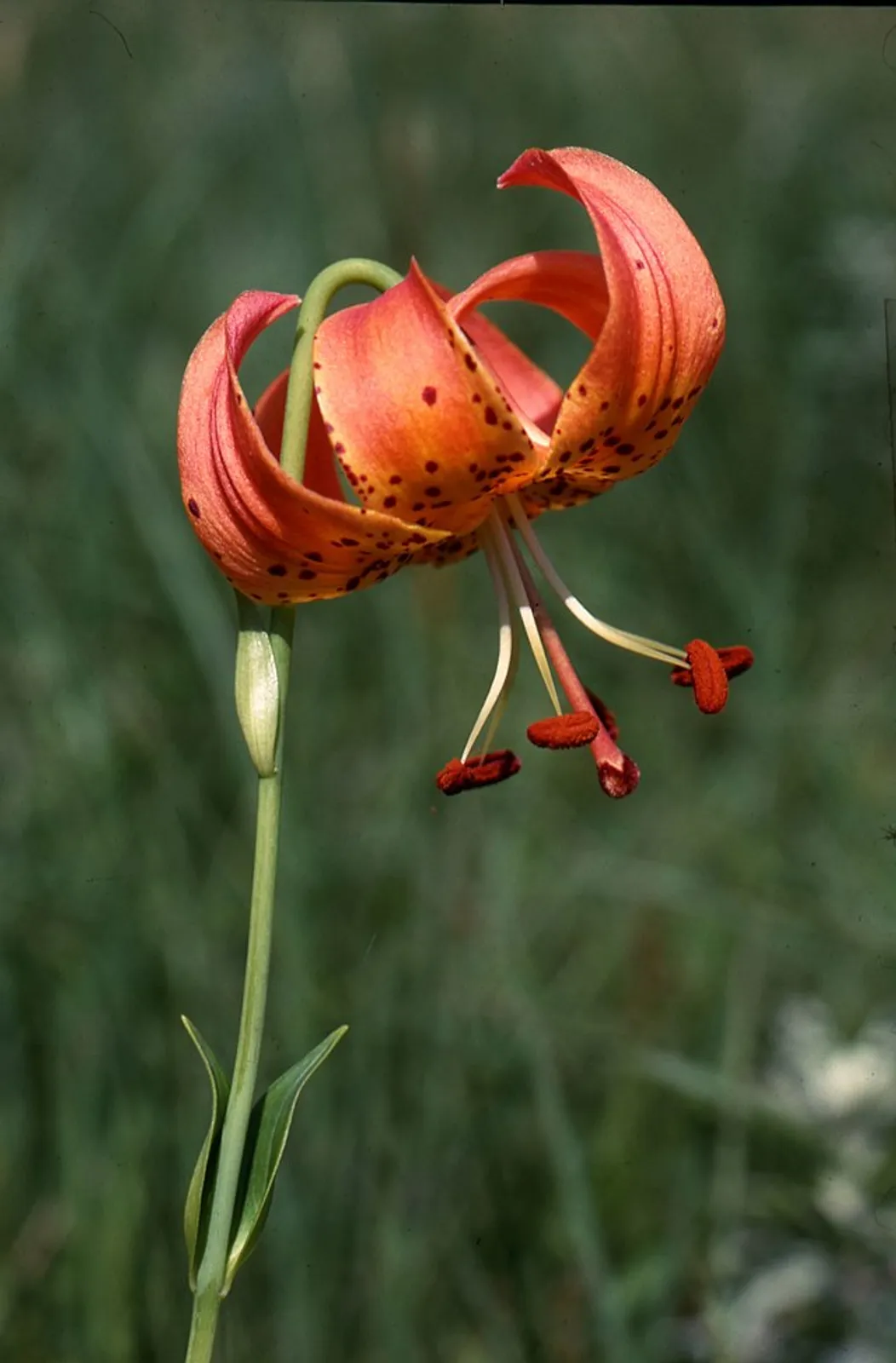 Lily image 4