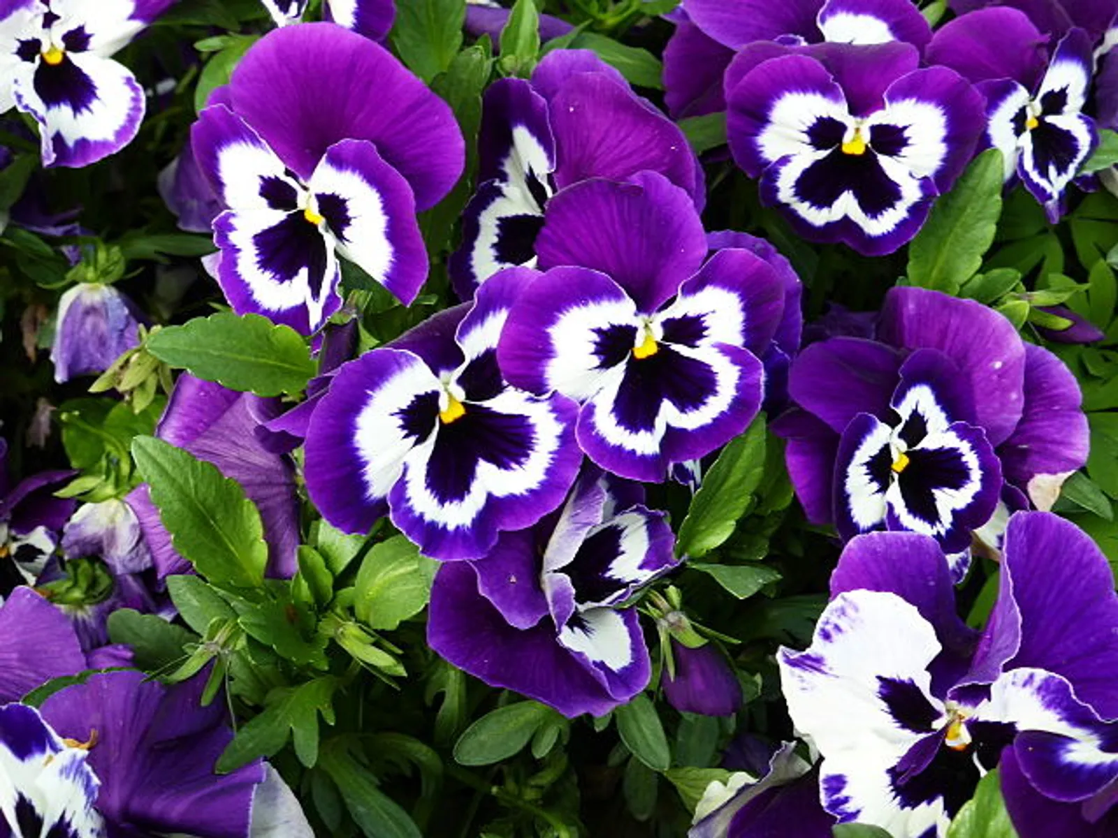 Pansy image 1