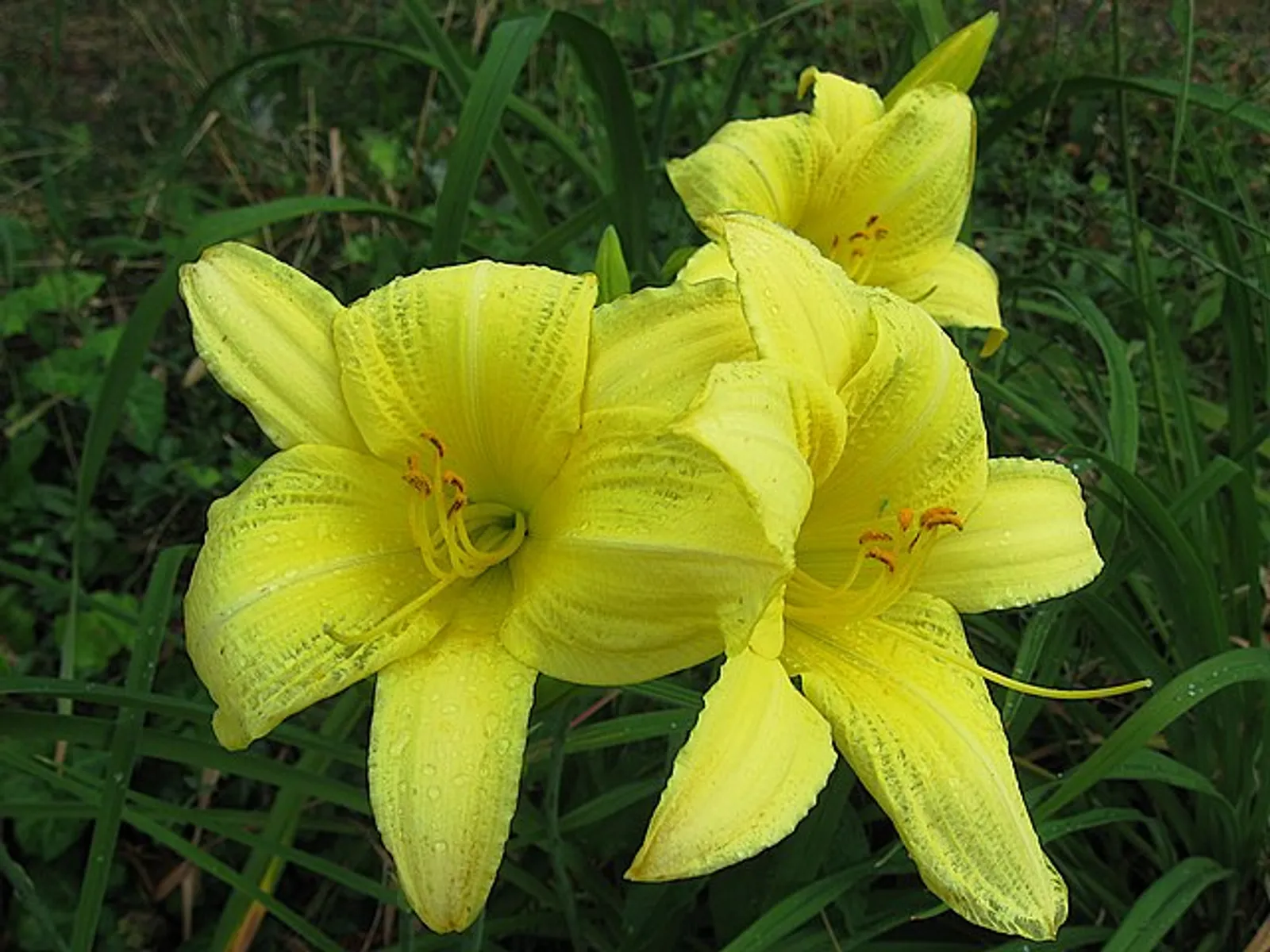 Daylily image 5