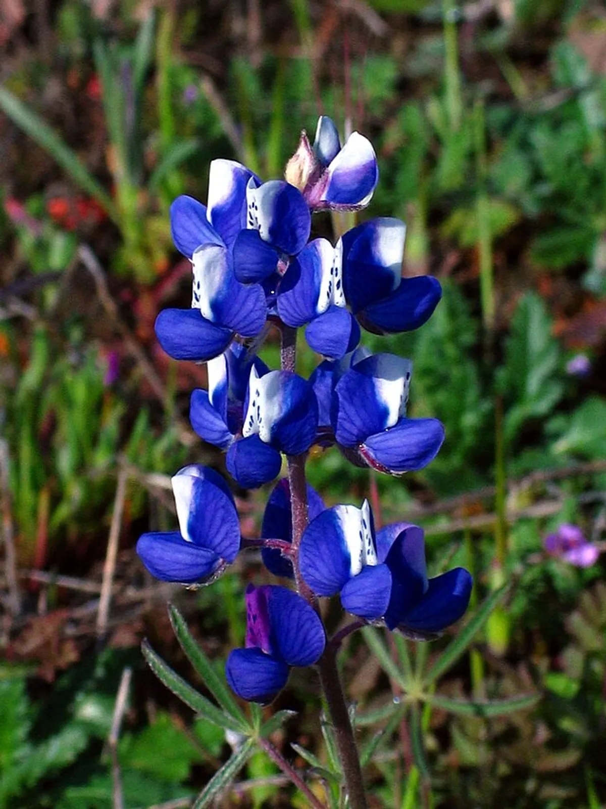 Lupine image 5