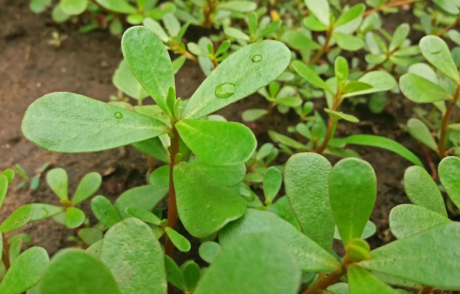 Purslane image 1