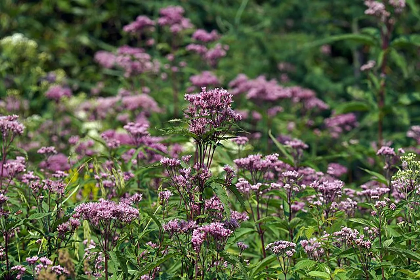 Joe Pye Weed image 2