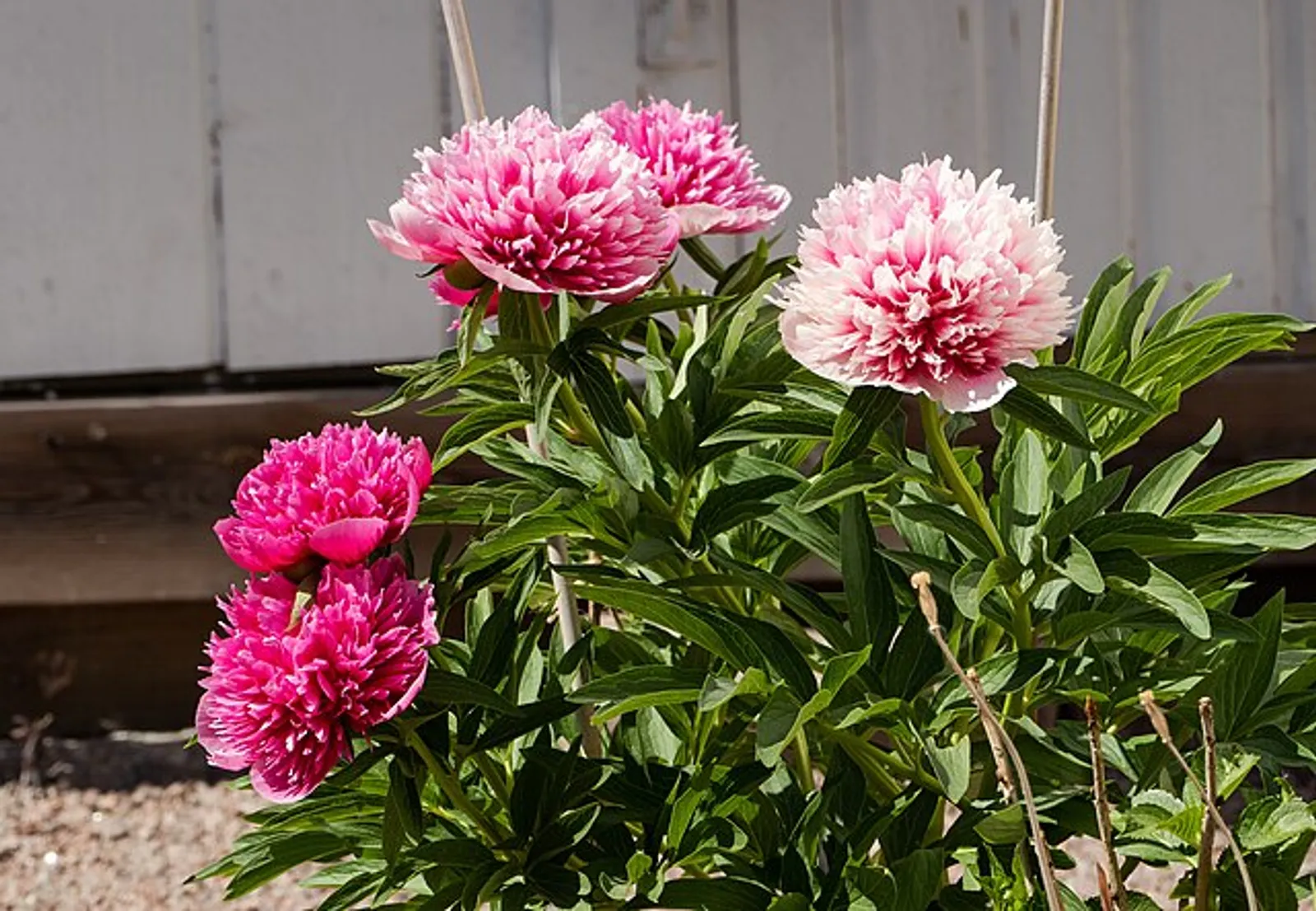 Peony image 3