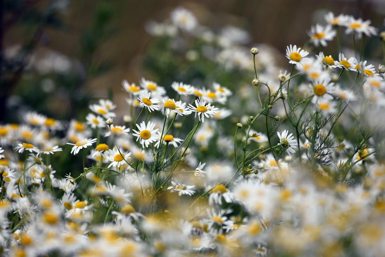 Chamomile image 2