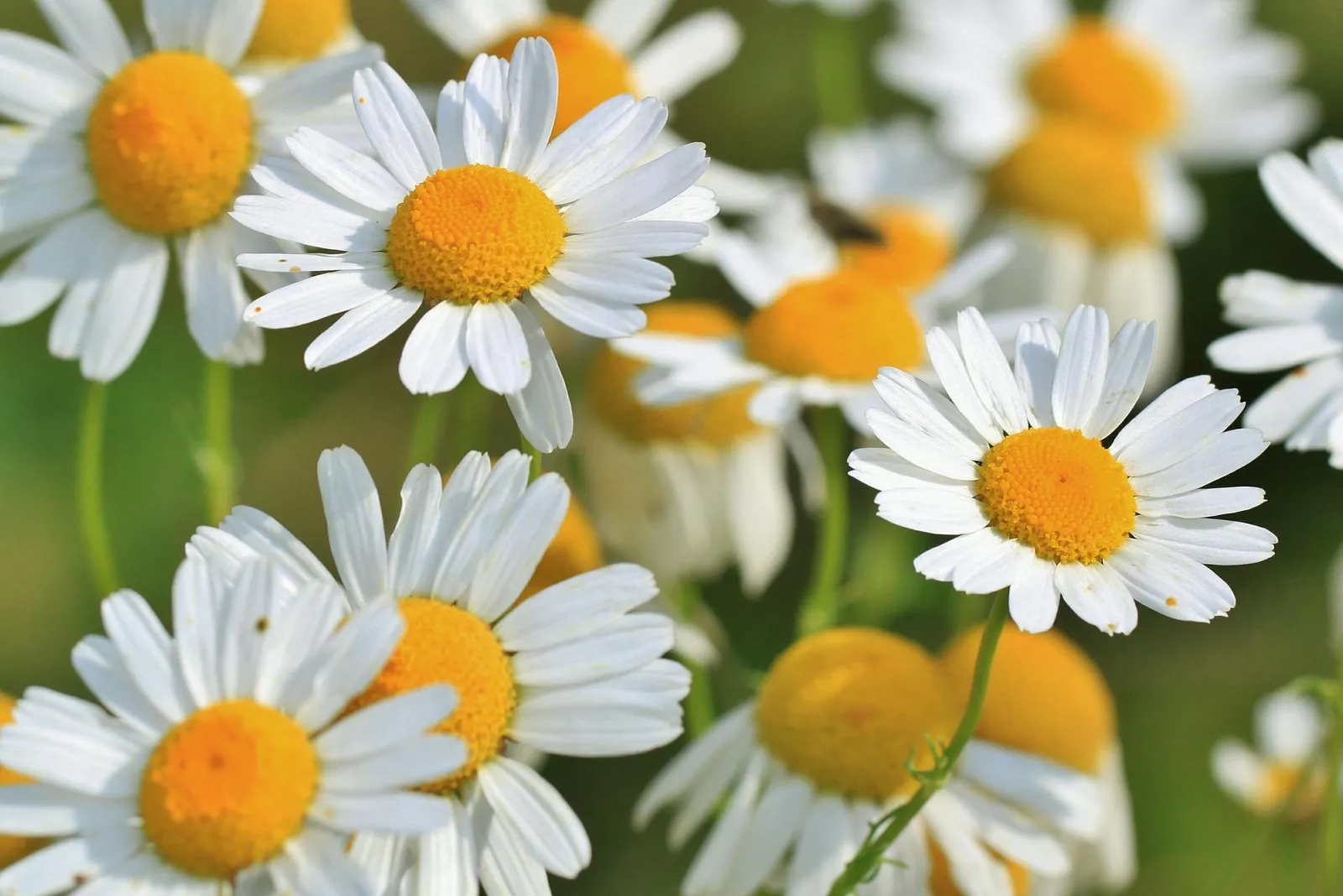 Chamomile image 3